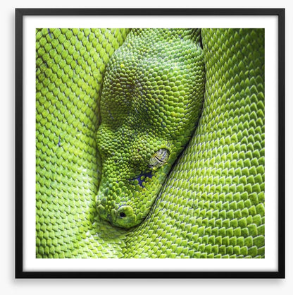 Reptiles / Amphibian