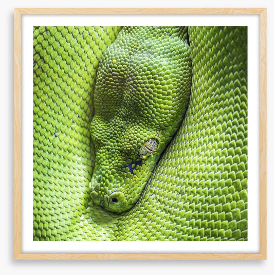 Reptiles / Amphibian