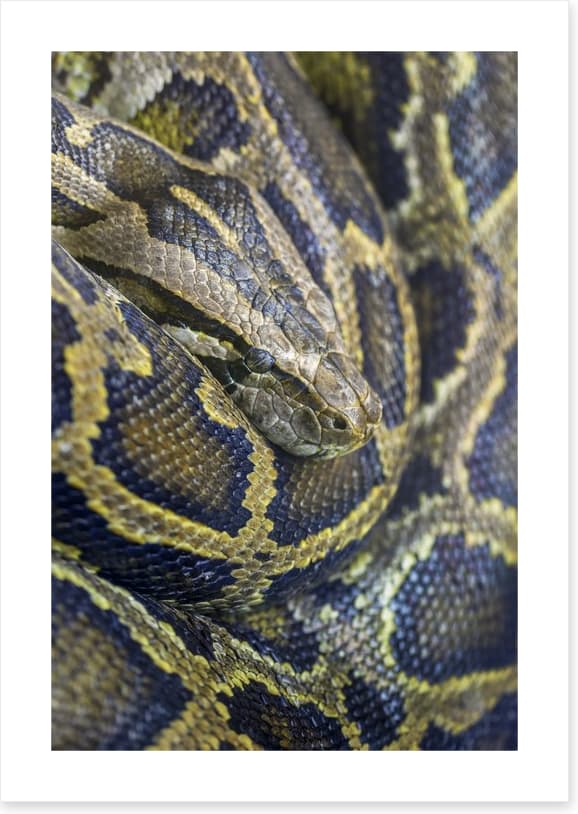 Reptiles / Amphibian