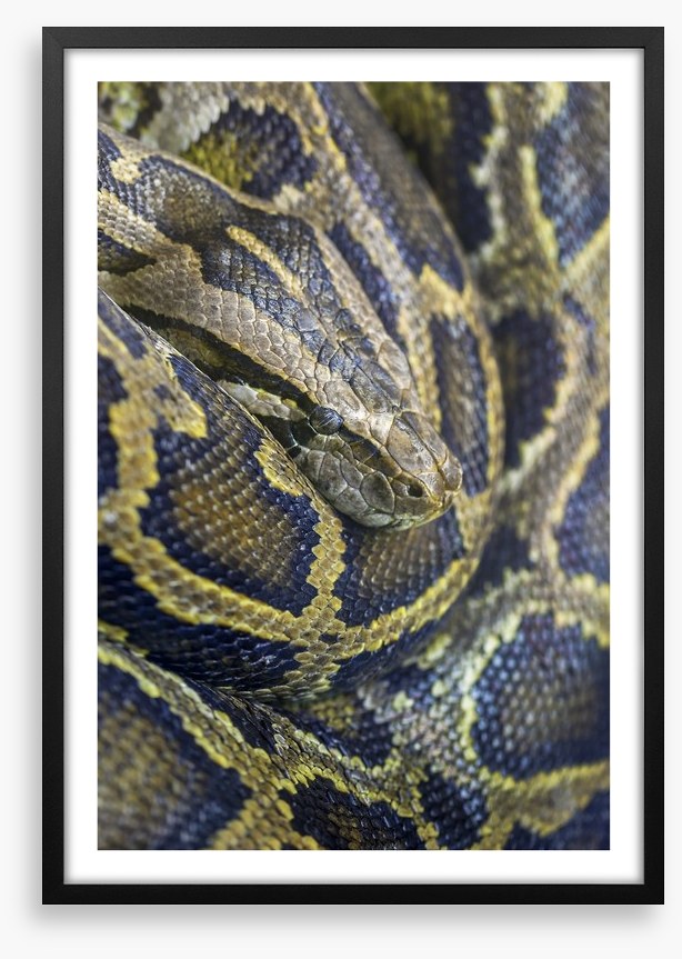 Reptiles / Amphibian
