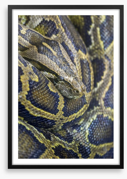Reptiles / Amphibian