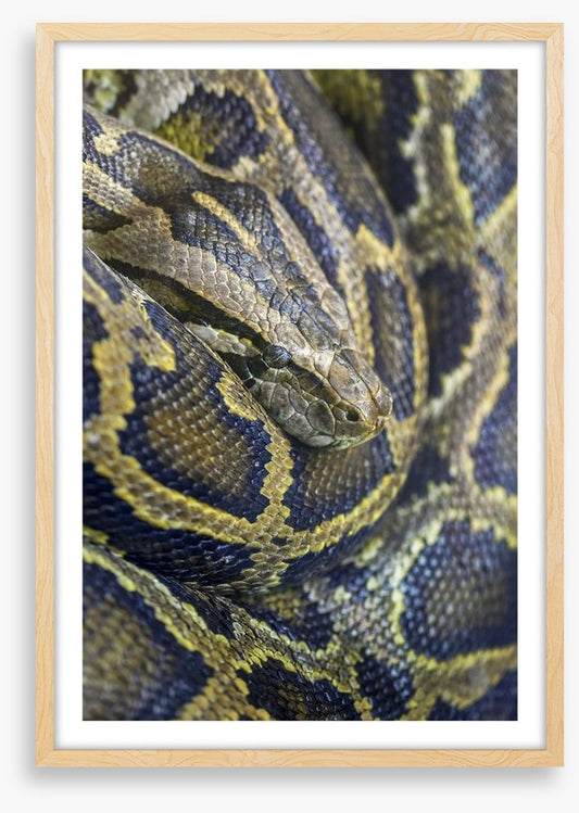 Reptiles / Amphibian
