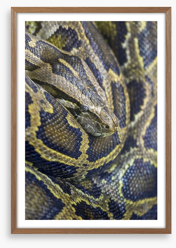 Reptiles / Amphibian