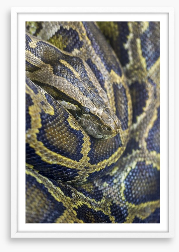 Reptiles / Amphibian