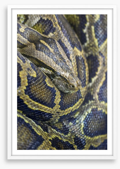 Reptiles / Amphibian