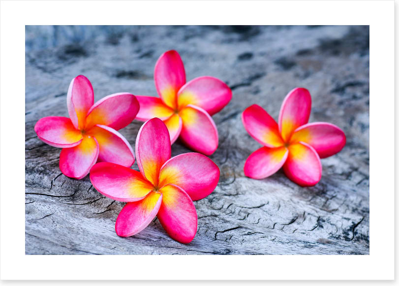 Frangipani four