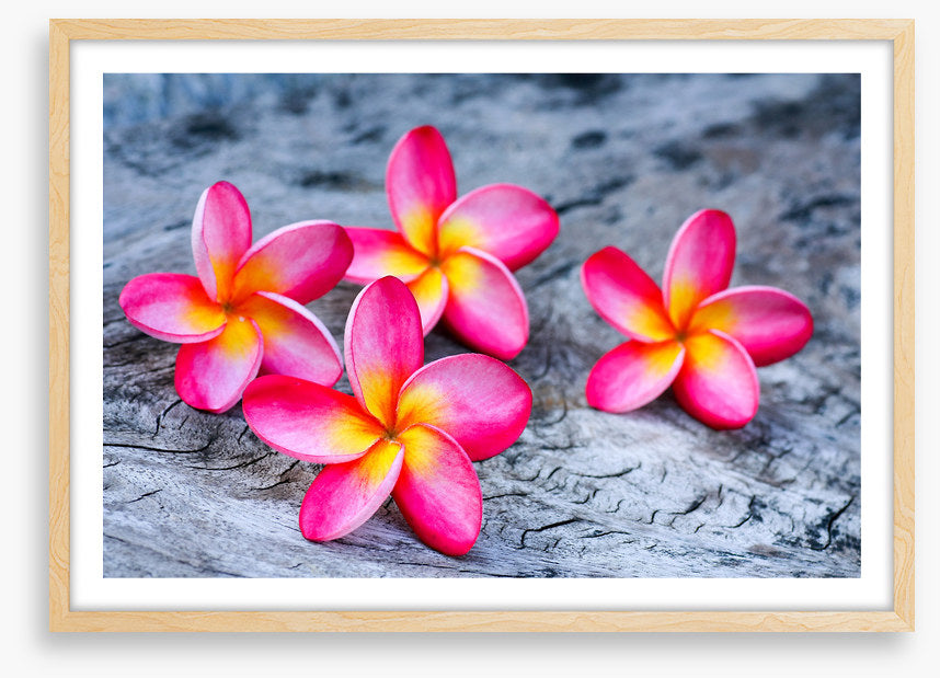 Frangipani four