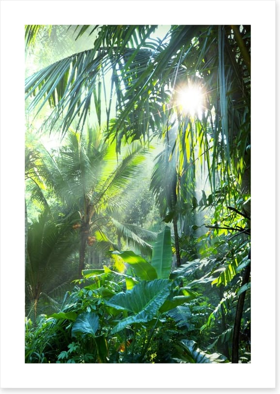 Deep in the jungle