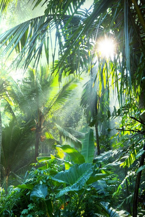 Deep in the jungle