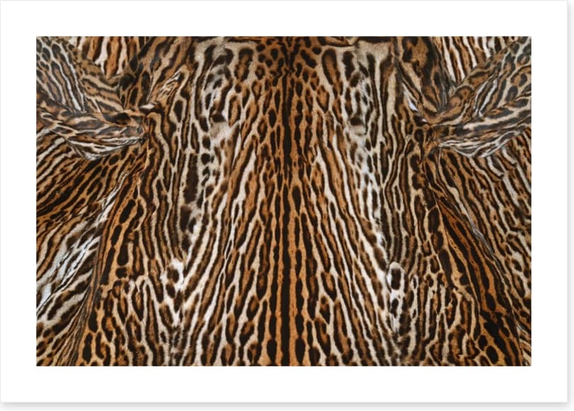Animal Print