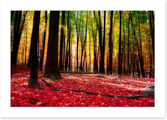 Autumn forest with golden light