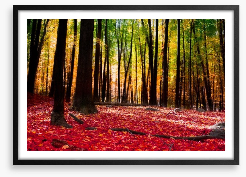 Autumn forest with golden light