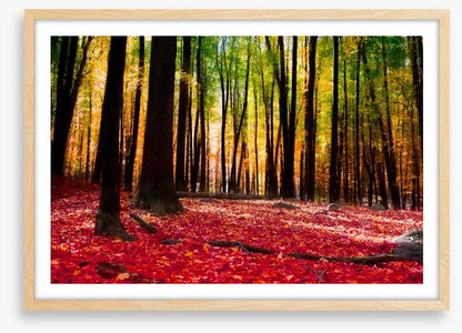 Autumn forest with golden light