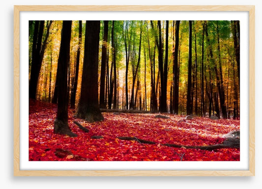 Autumn forest with golden light