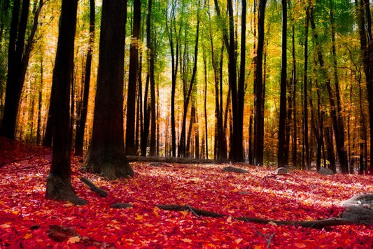Autumn forest with golden light