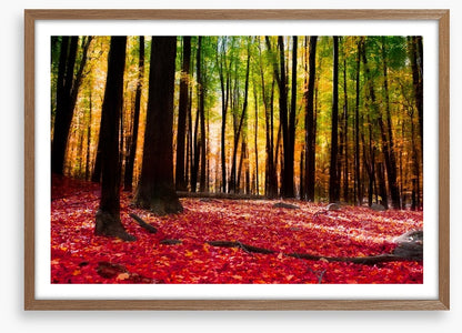 Autumn forest with golden light