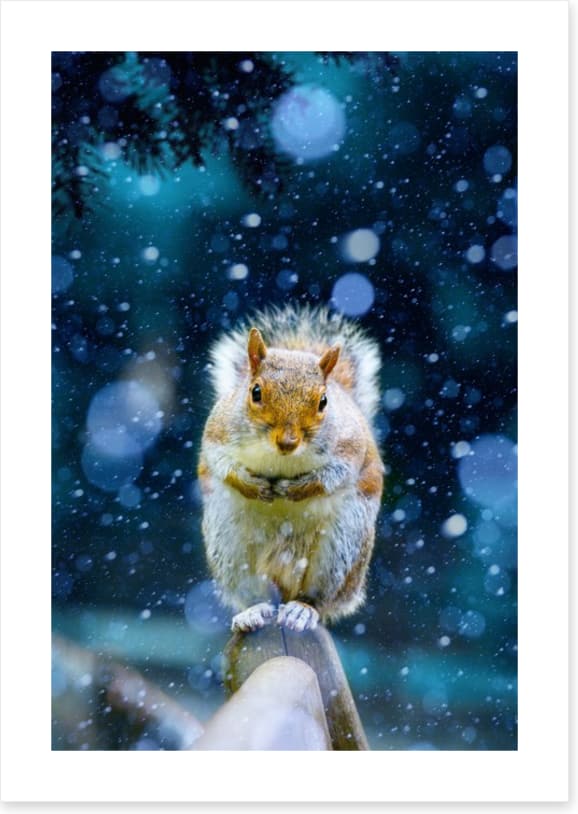 Red squirrel in the snow
