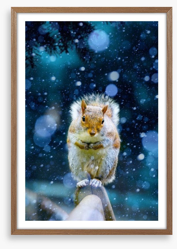 Red squirrel in the snow