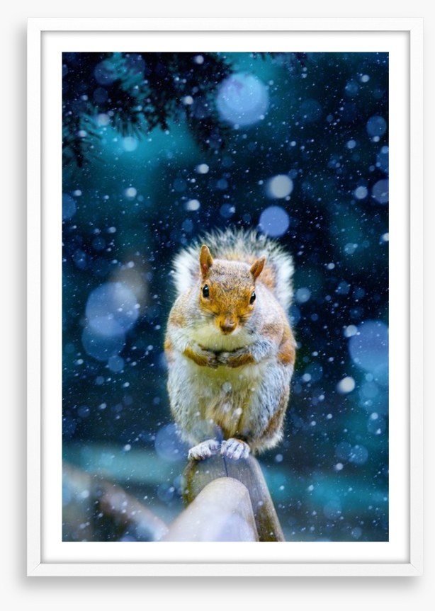 Red squirrel in the snow