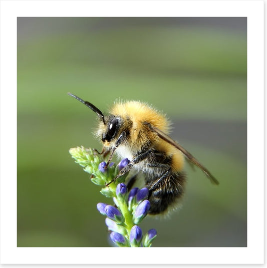 Fluffy bee