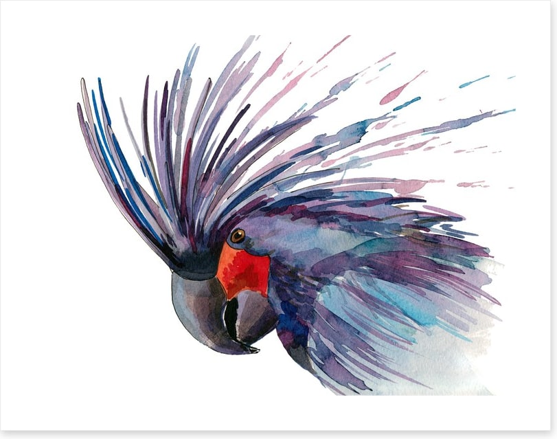 Cockatoo splash