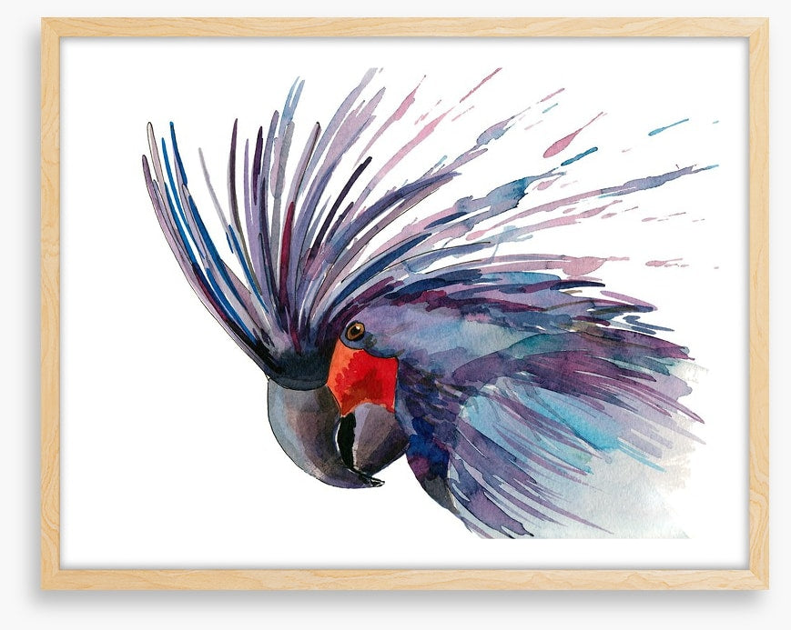 Cockatoo splash