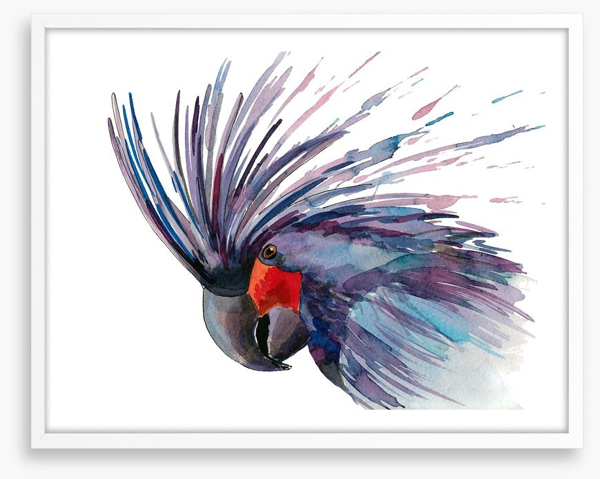 Cockatoo splash