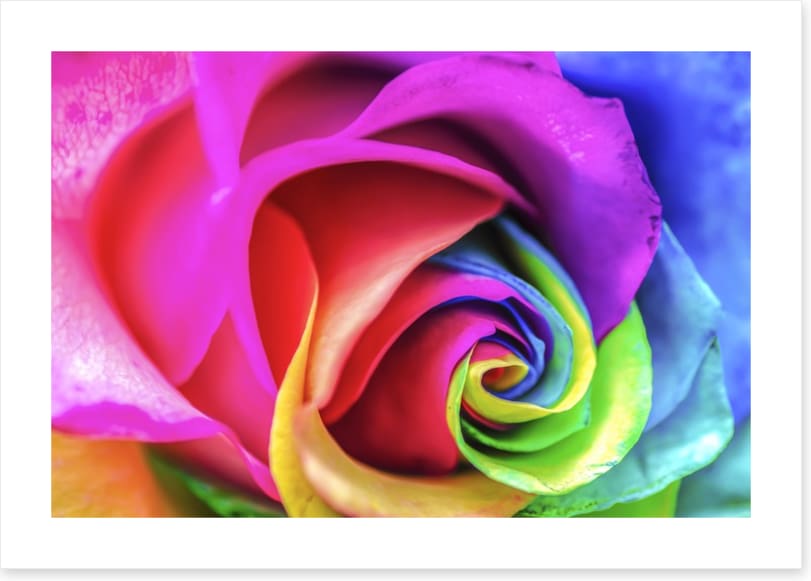 Vibrant rainbow rose