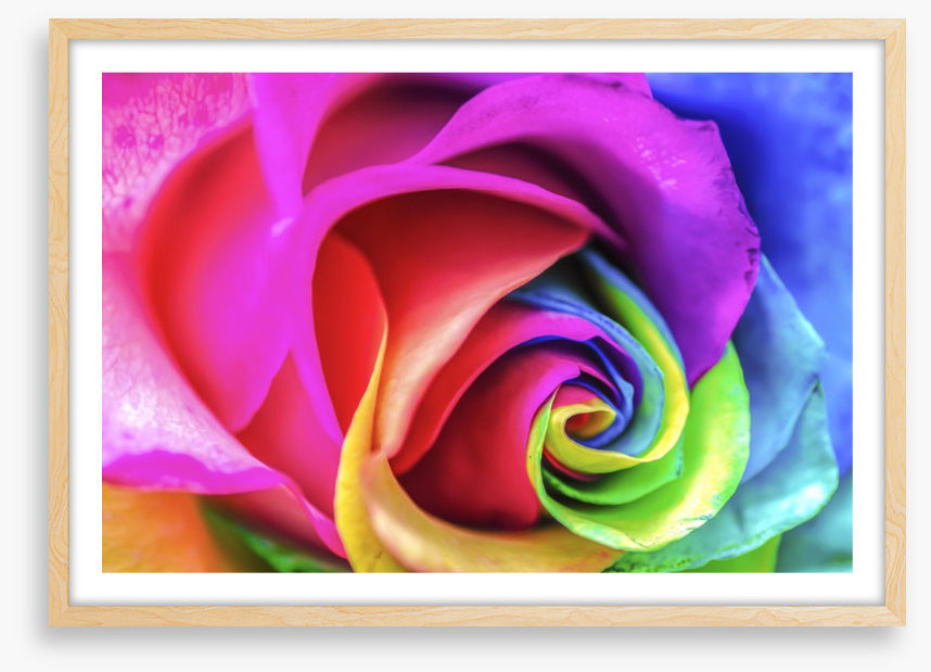 Vibrant rainbow rose