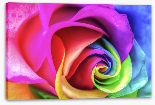 Vibrant rainbow rose