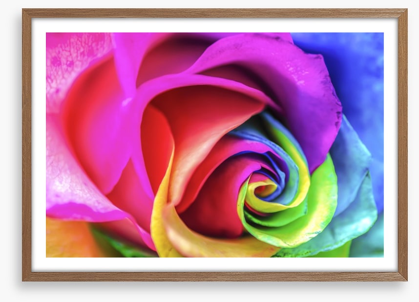 Vibrant rainbow rose