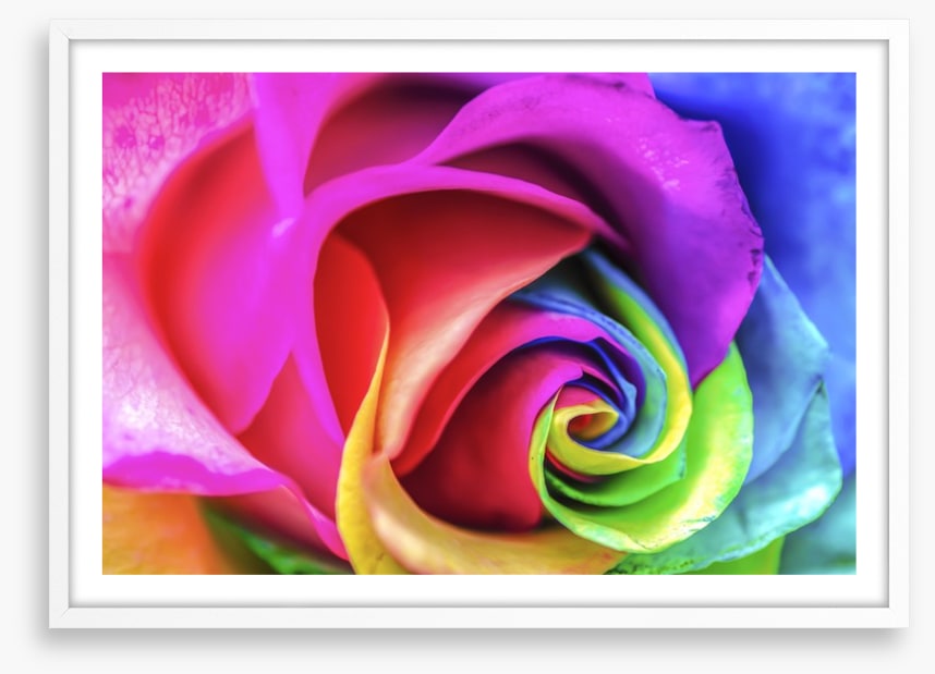 Vibrant rainbow rose
