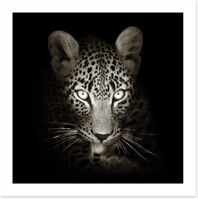 The intense leopard