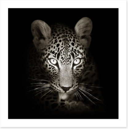 The intense leopard