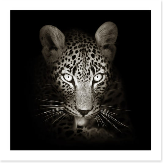 The intense leopard