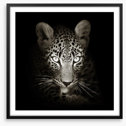 The intense leopard