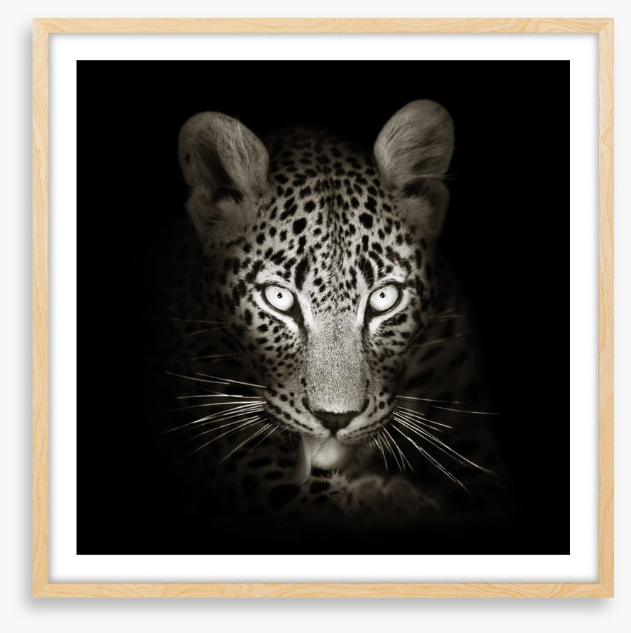 The intense leopard