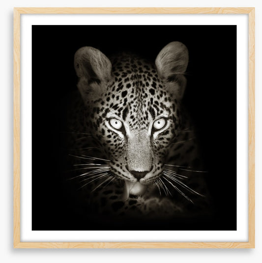 The intense leopard