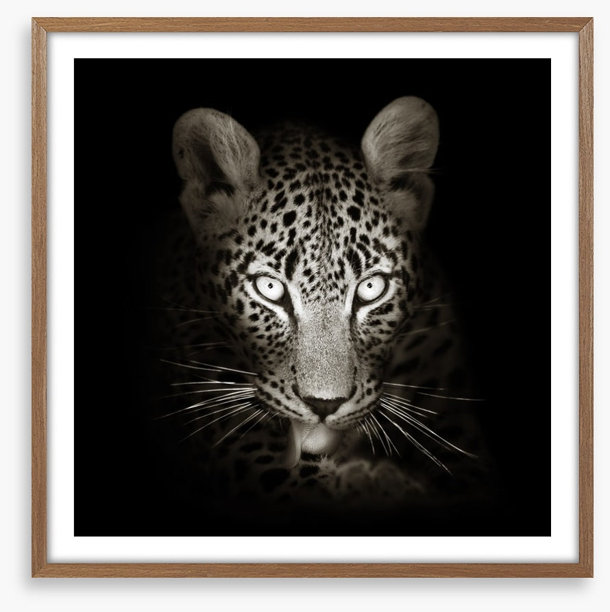 The intense leopard