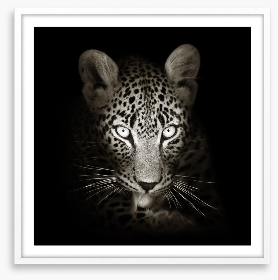 The intense leopard