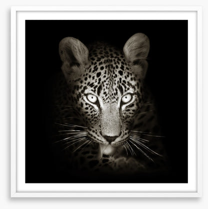 The intense leopard