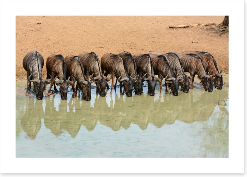 Mammals
