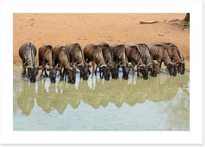 Mammals