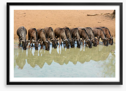 Mammals