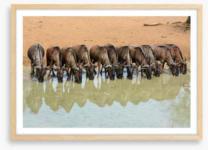 Mammals