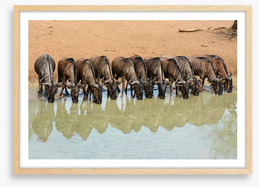 Mammals