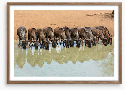 Mammals