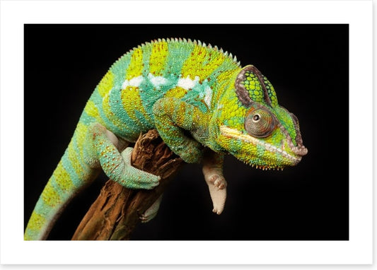 Reptiles / Amphibian