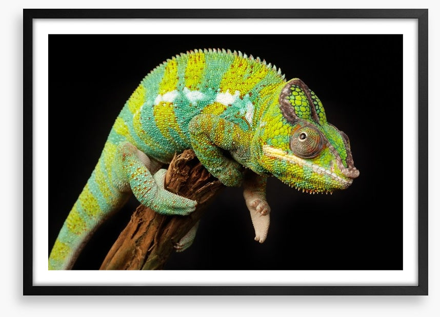 Reptiles / Amphibian