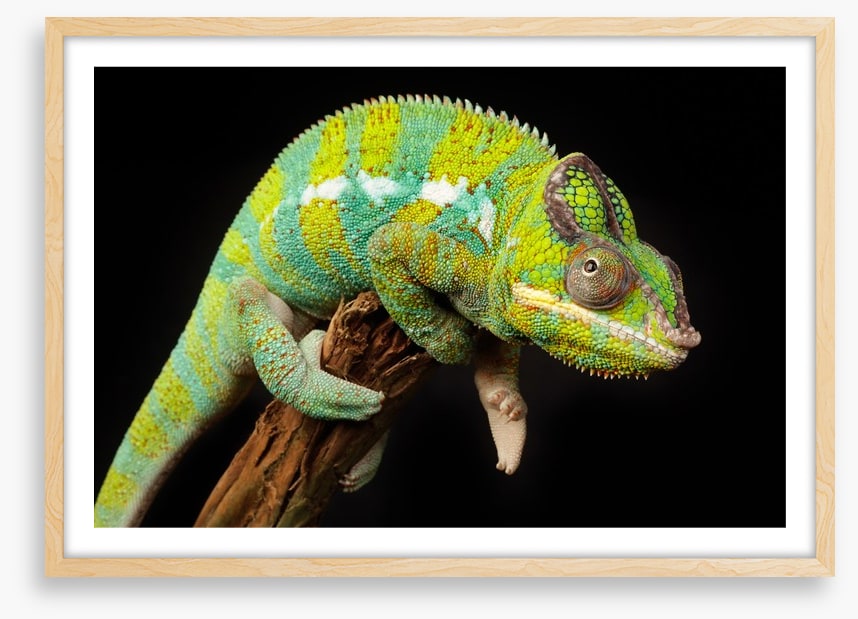 Reptiles / Amphibian